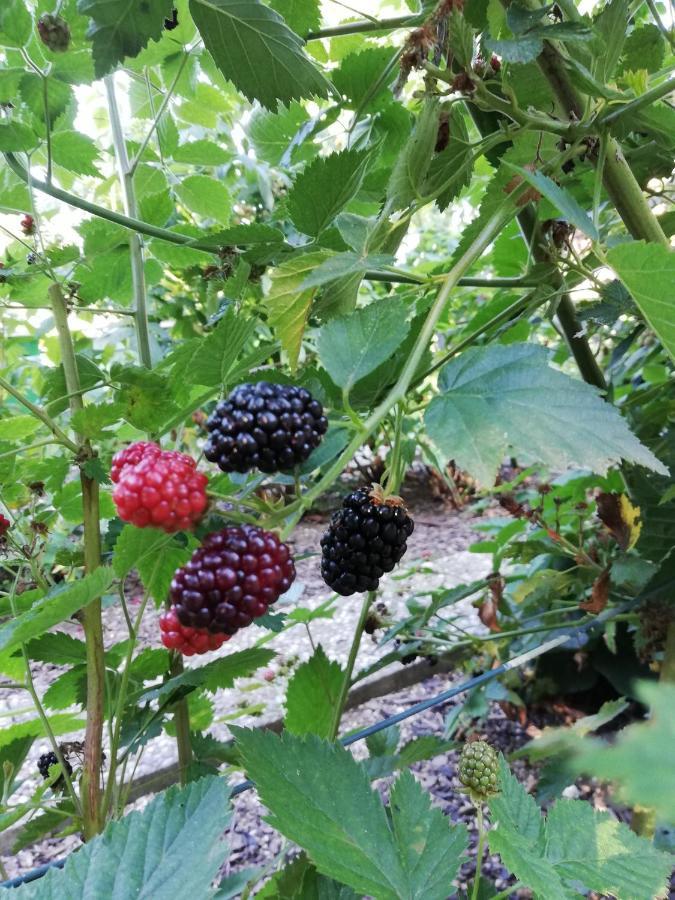 Einzigartige Naturoase Im Sueden Von Ingolstadt Brautlach Esterno foto